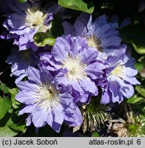 Clematis Azure Ball