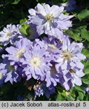 Clematis Azure Ball