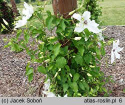 Clematis Beautiful Bride