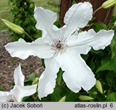 Clematis Beautiful Bride