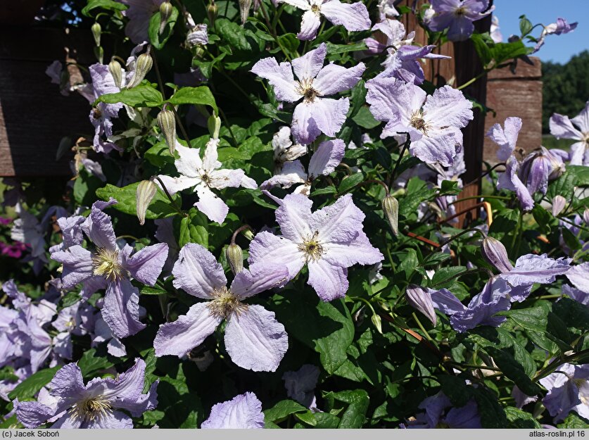 Clematis Błękitny Anioł