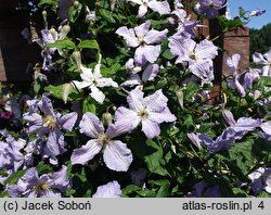 Clematis Błękitny Anioł