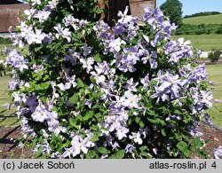 Clematis Błękitny Anioł