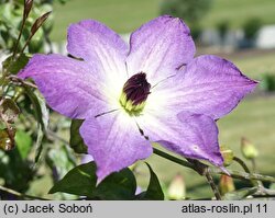 Clematis Cloudburst
