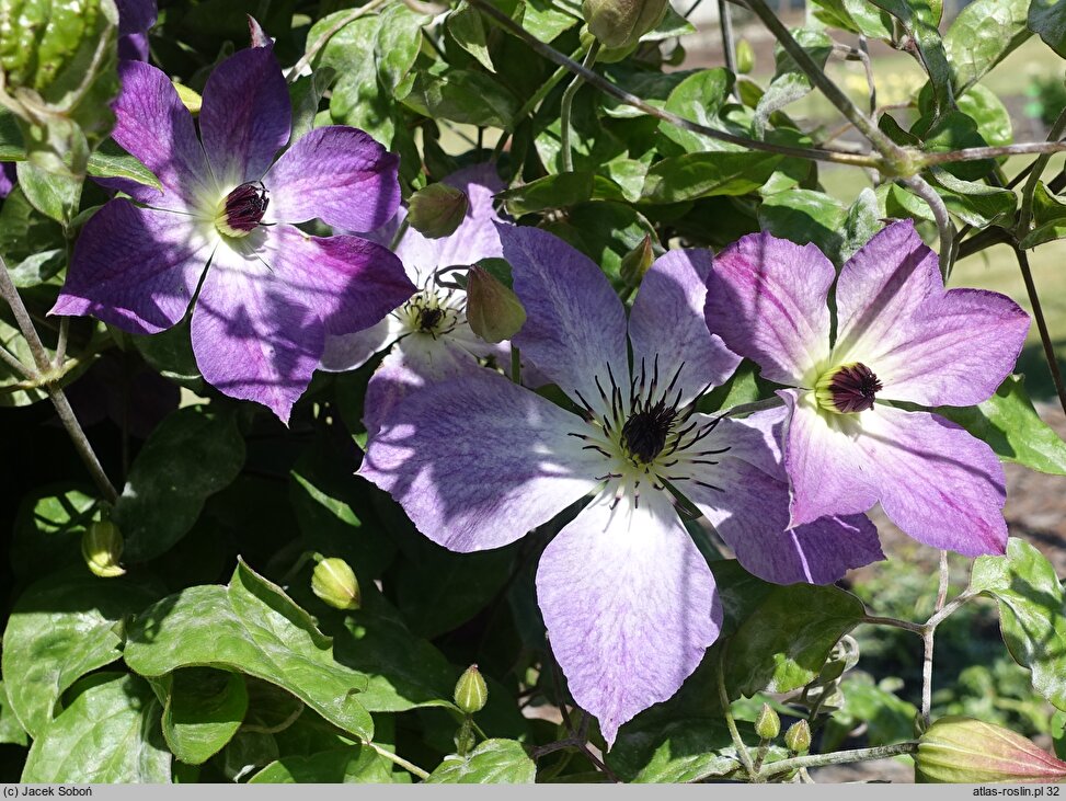 Clematis Cloudburst