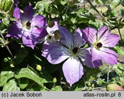 Clematis Cloudburst