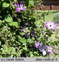 Clematis Cloudburst