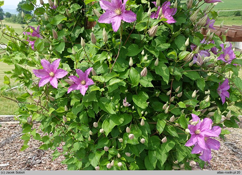 Clematis Danuta