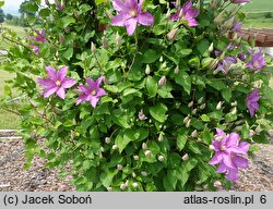 Clematis Danuta