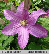 Clematis Danuta