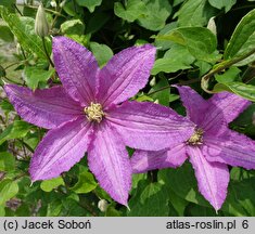 Clematis Danuta