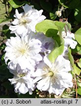 Clematis Diamond Ball