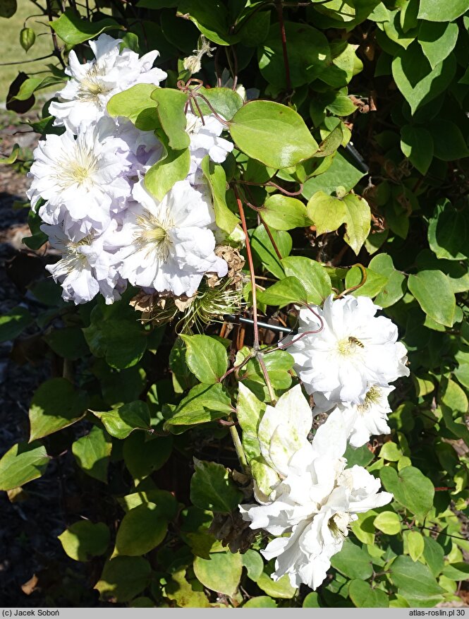 Clematis Diamond Ball