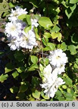 Clematis Diamond Ball