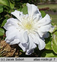 Clematis Diamond Ball