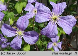 Clematis Emilia Plater