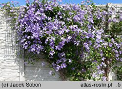 Clematis Emilia Plater