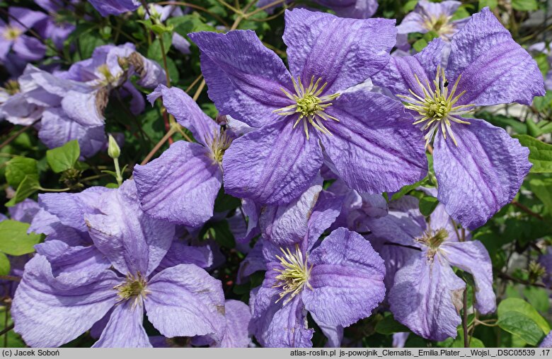 Clematis Emilia Plater