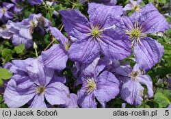 Clematis Emilia Plater