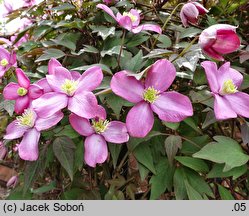 Clematis Freda