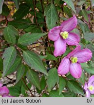 Clematis Freda