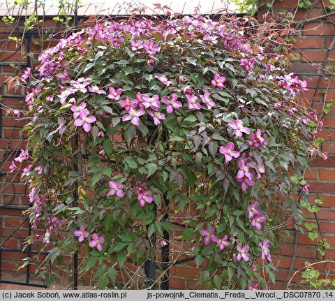 Clematis Freda