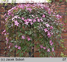 Clematis Freda