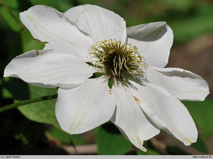 Clematis Guernsey Cream