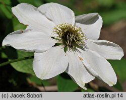 Clematis Guernsey Cream