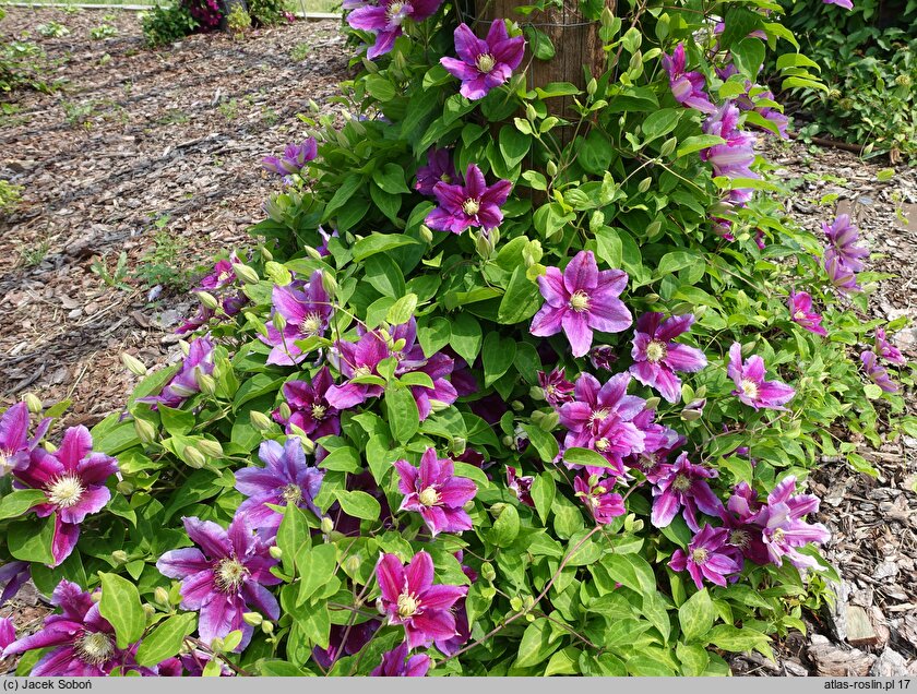 Clematis Hania