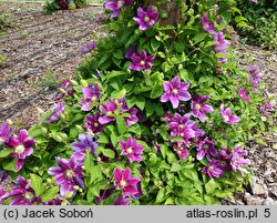 Clematis Hania