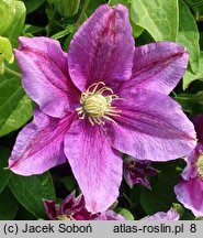 Clematis Hania