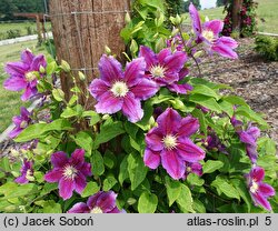 Clematis Hania