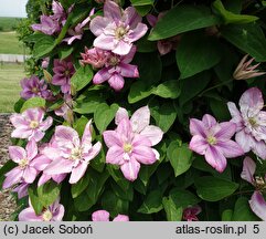 Clematis Innocent Glance