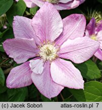 Clematis Innocent Glance
