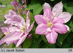 Clematis Innocent Glance