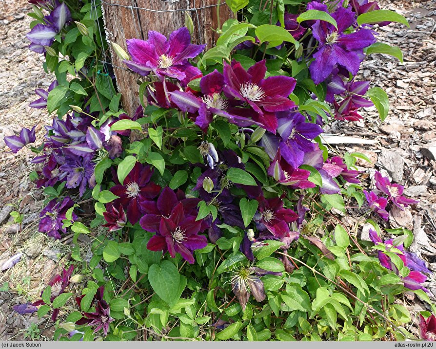 Clematis Julka