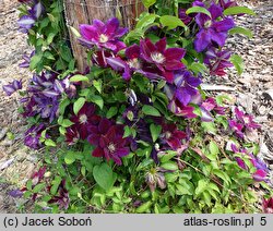 Clematis Julka