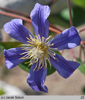 Clematis Juuli