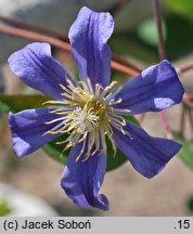 Clematis Juuli