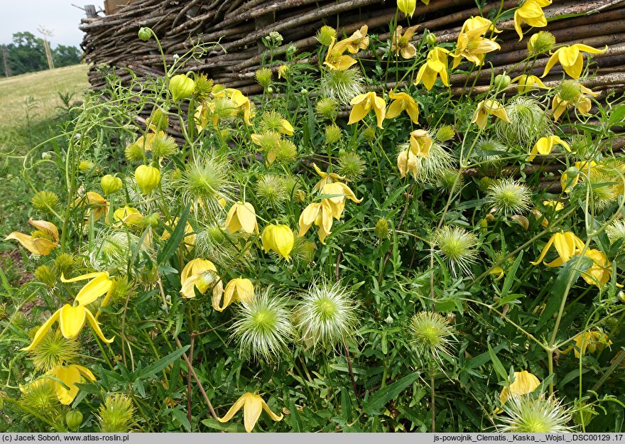 Clematis Kaśka