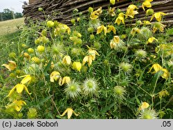 Clematis Kaśka