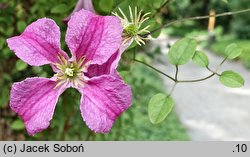 Clematis Krakowiak