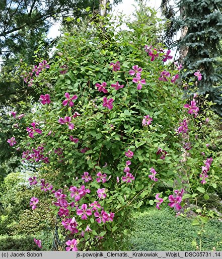 Clematis Krakowiak