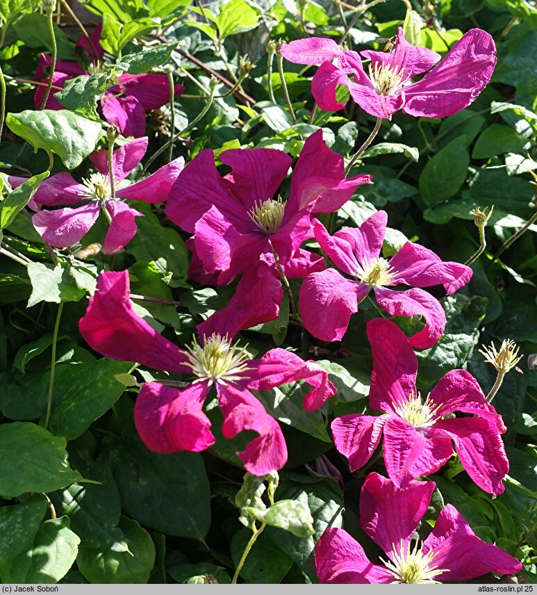 Clematis Kryspina