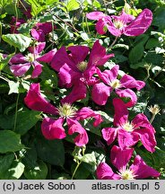 Clematis Kryspina
