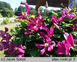 Clematis Kryspina