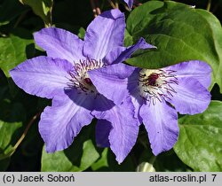 Clematis Laura