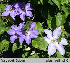 Clematis Laura