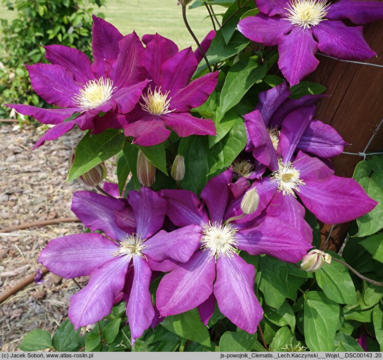 Clematis Lech Kaczyński